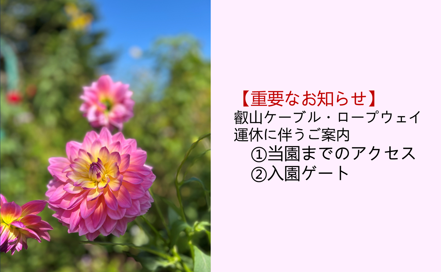 叡山ケーブル・叡山ロープウェイ運休に伴うアクセスおよび入園ゲートのご案内